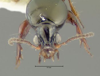 Media type: image;   Entomology 602176 Aspect: head frontal view